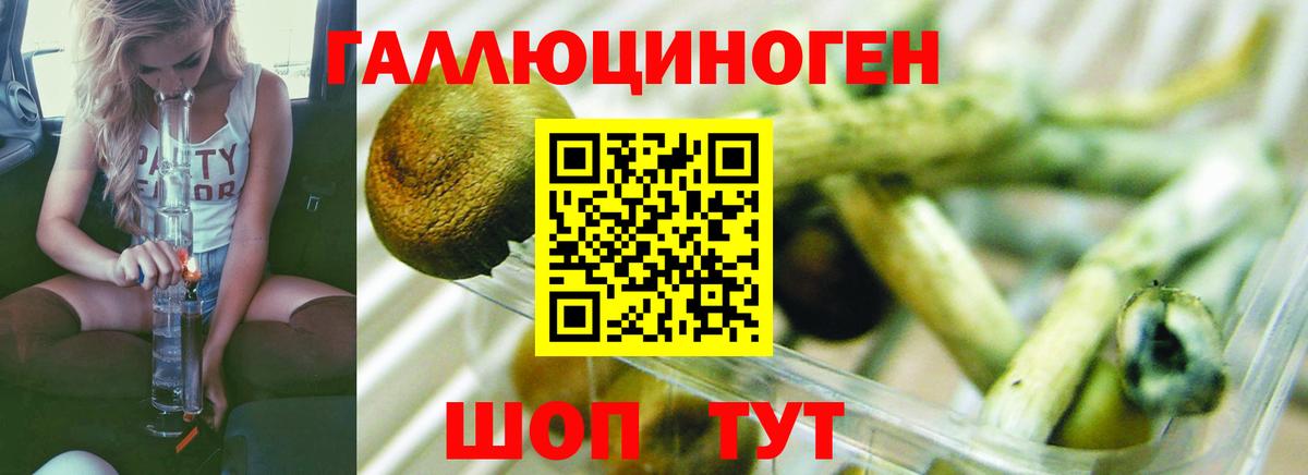Псилоцибиновые грибы Psilocybine cubensis  Вход с VPN  Сызрань 